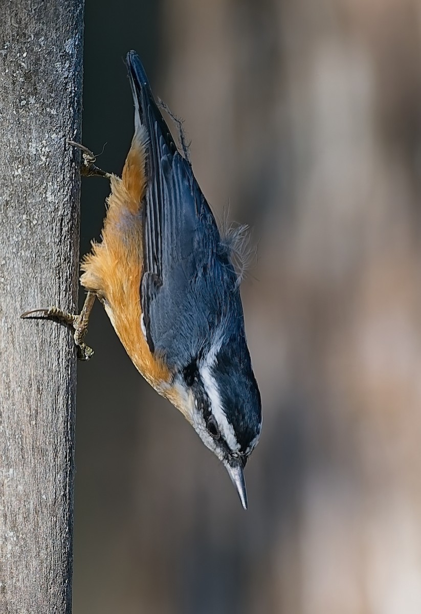 Red-breasted Nuthatch - ML642036218