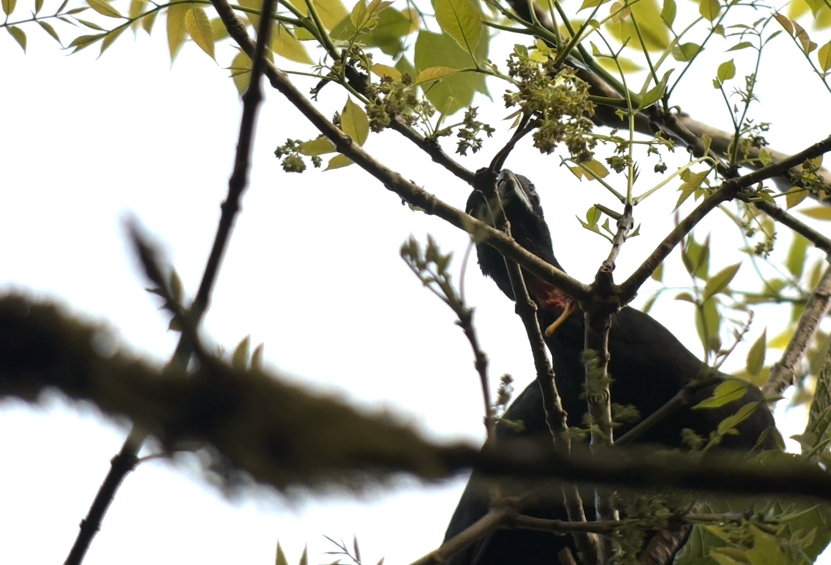 Wattled Guan - ML642036220