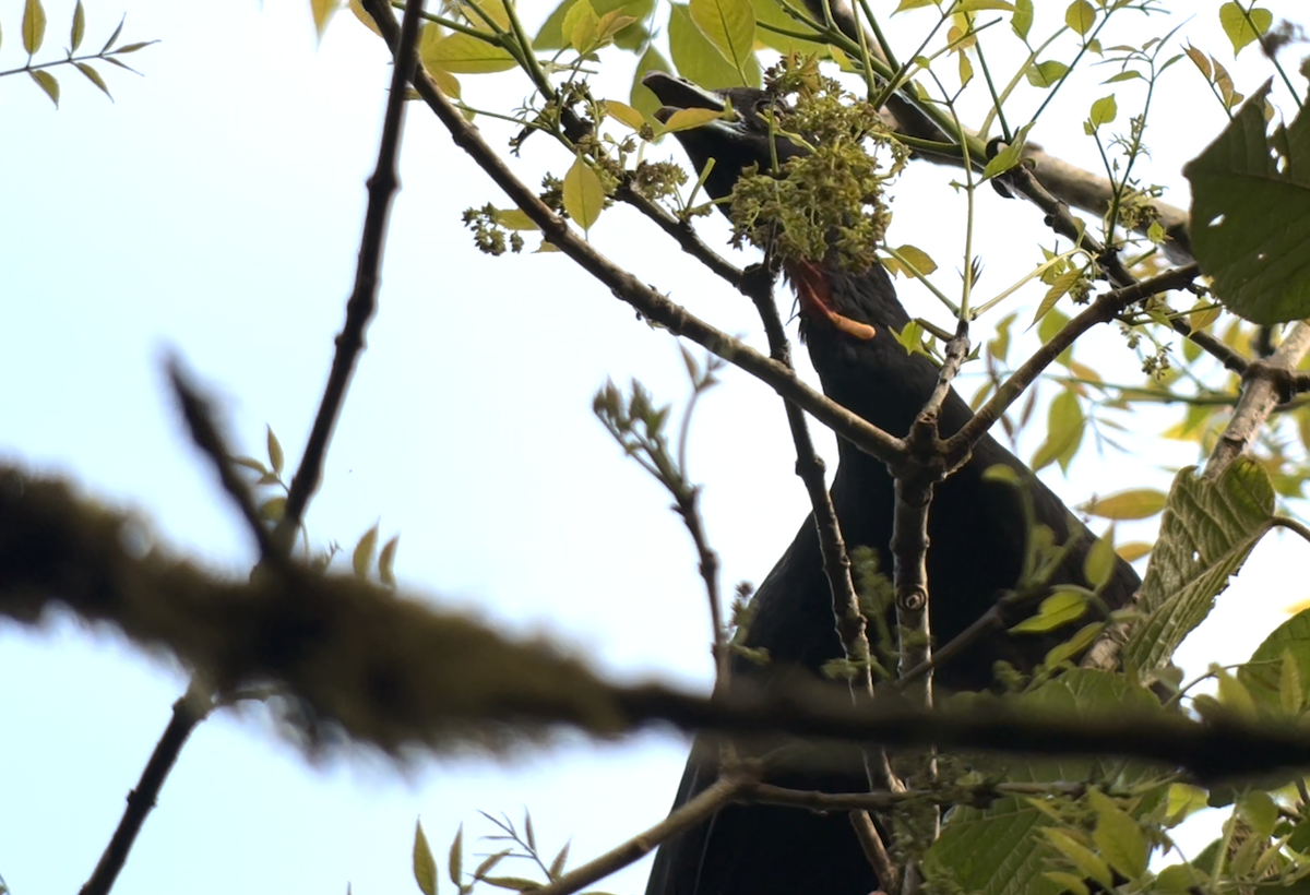 Wattled Guan - ML642036221