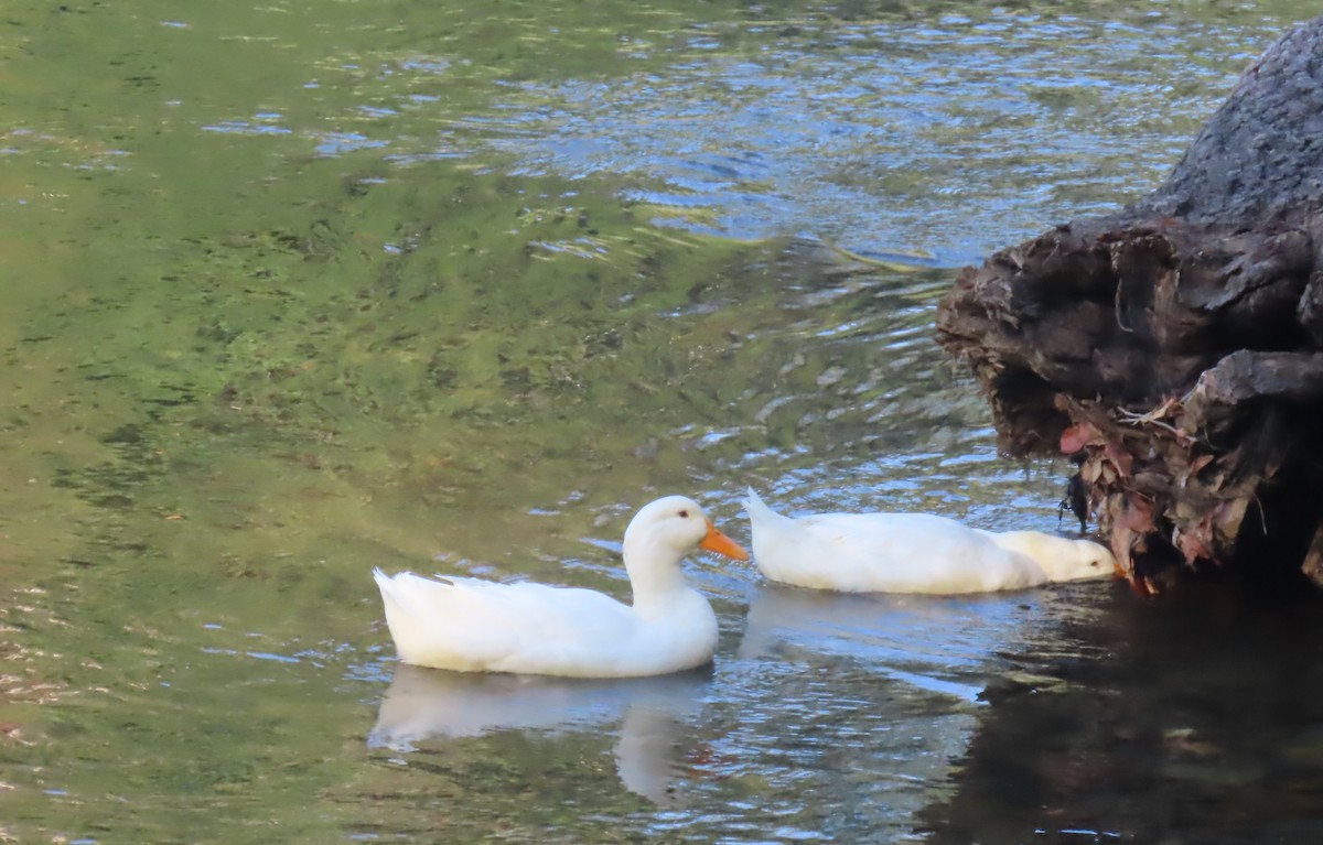 Mallard (Domestic type) - ML642036225