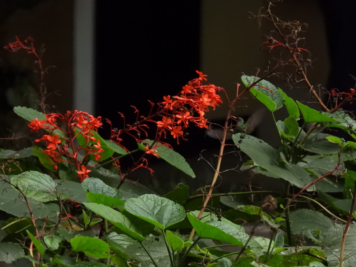 Cinnamon Hummingbird - ML642036228