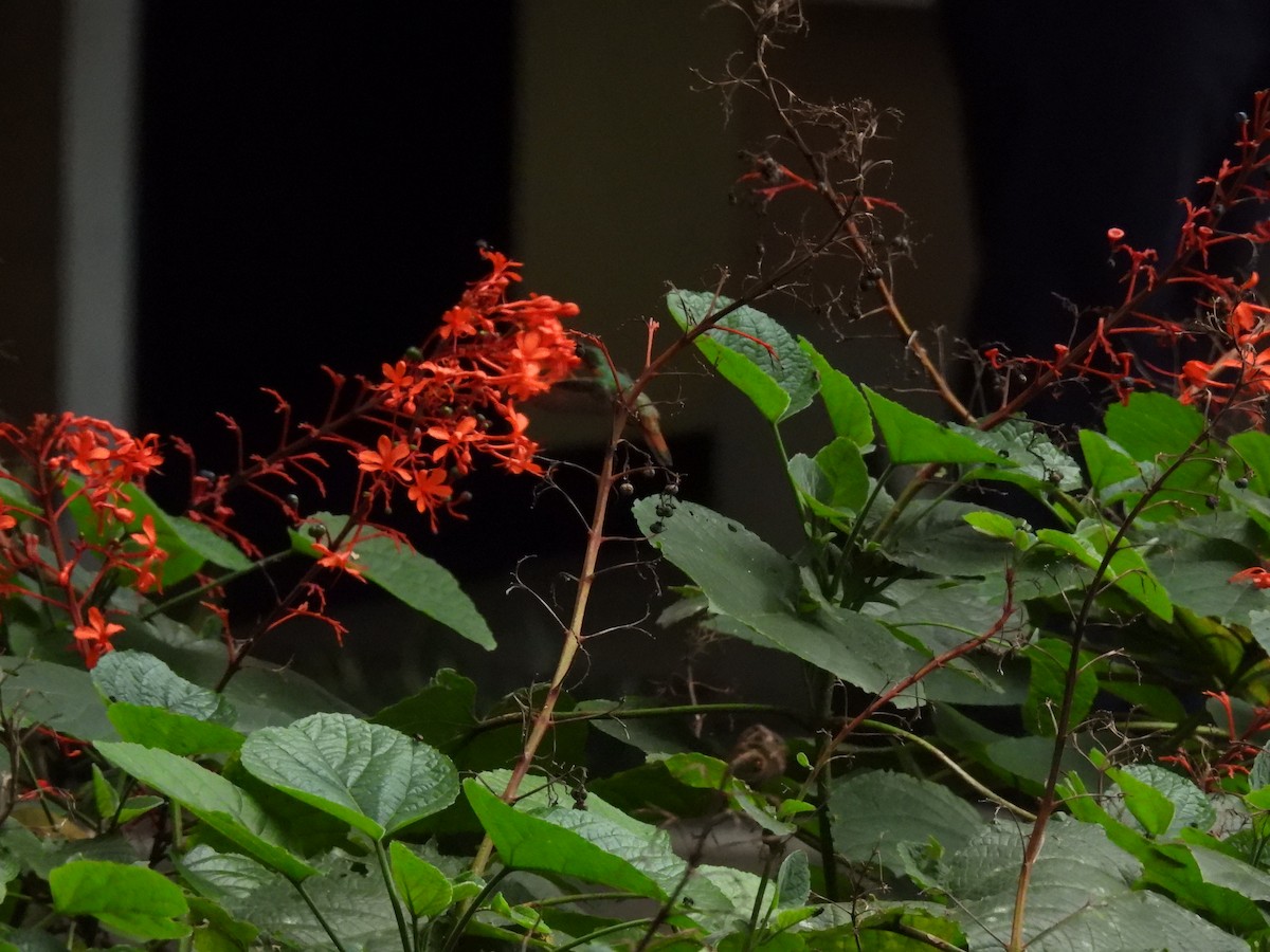 Cinnamon Hummingbird - ML642036229