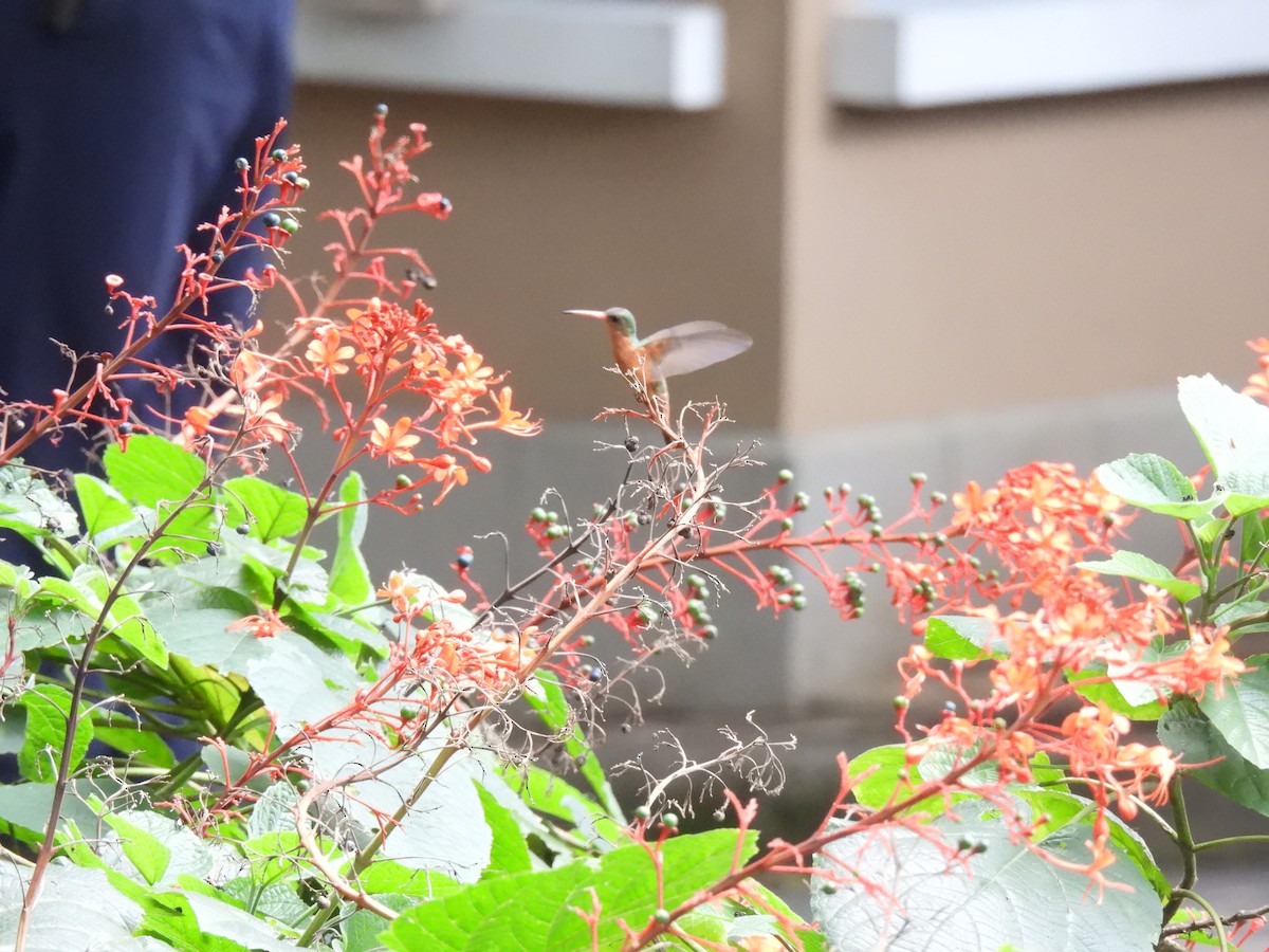 Cinnamon Hummingbird - ML642036232