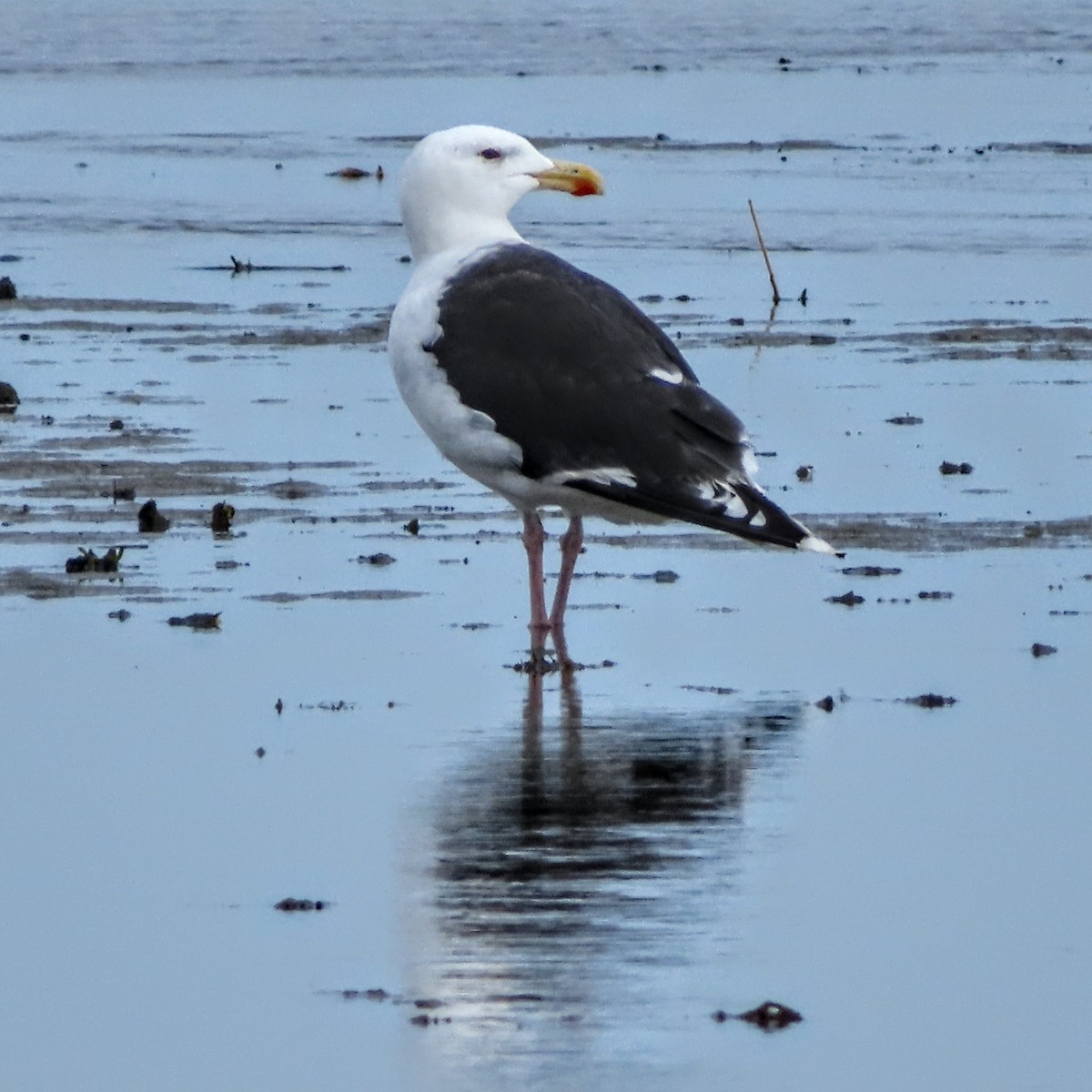 Gavión Atlántico - ML642036239
