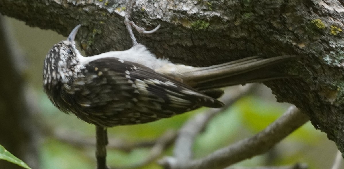 Brown Creeper - ML642036263