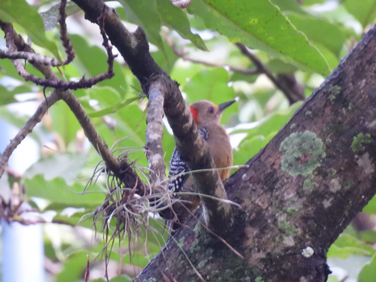 Golden-fronted Woodpecker - ML642036265