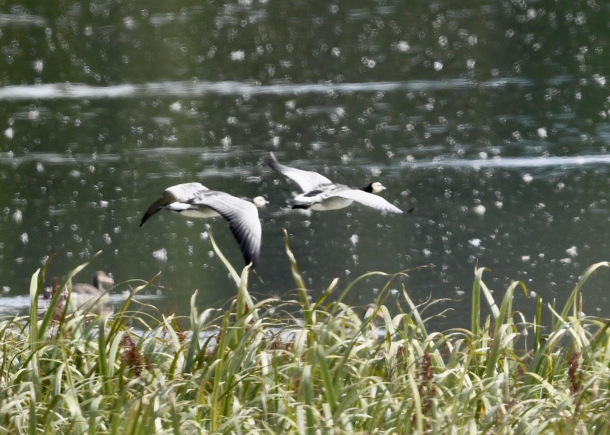 Barnacle Goose - ML642036270