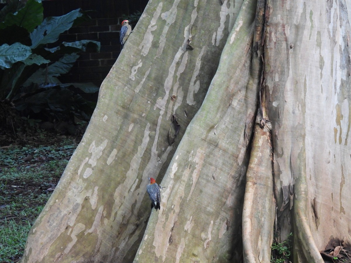Golden-fronted Woodpecker - ML642036280