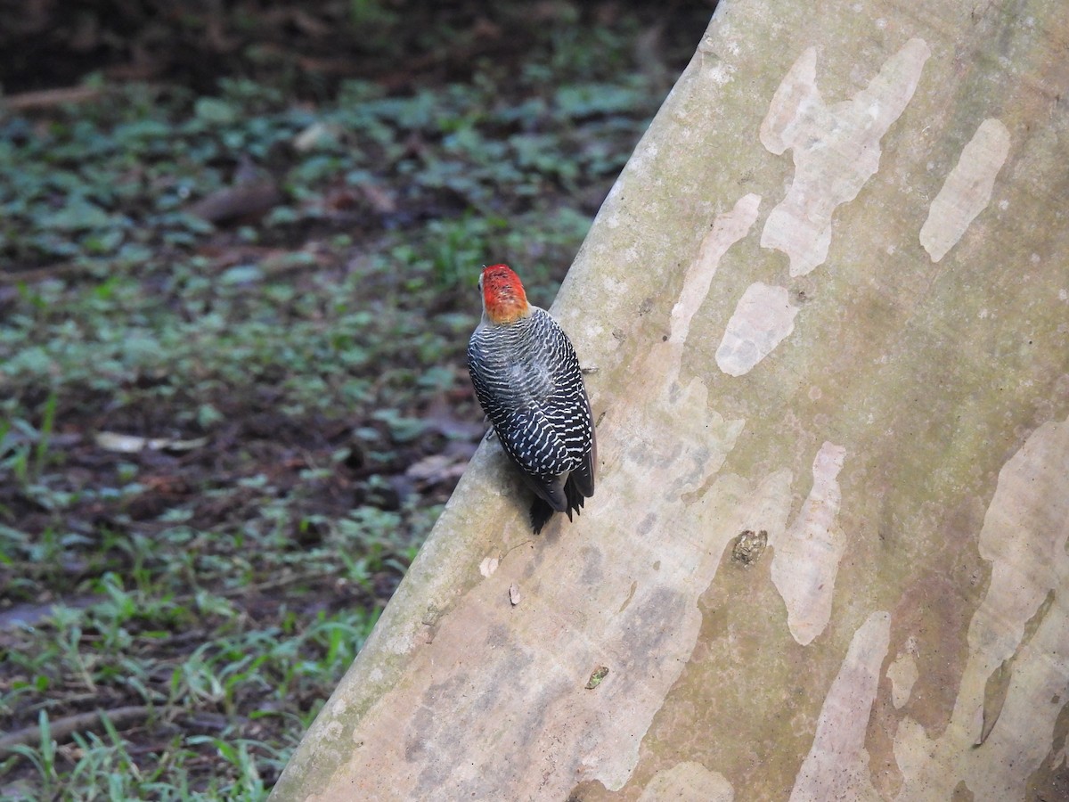 Golden-fronted Woodpecker - ML642036281