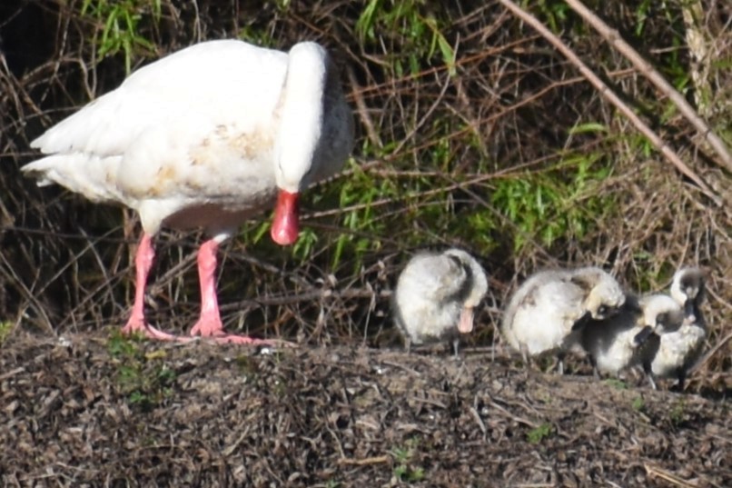 Coscoroba Swan - ML642036288