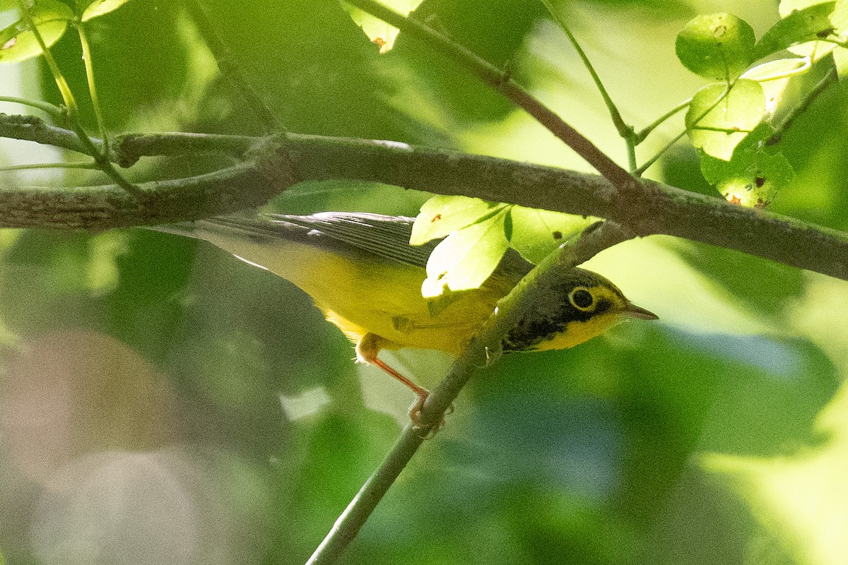 Canada Warbler - ML642036294