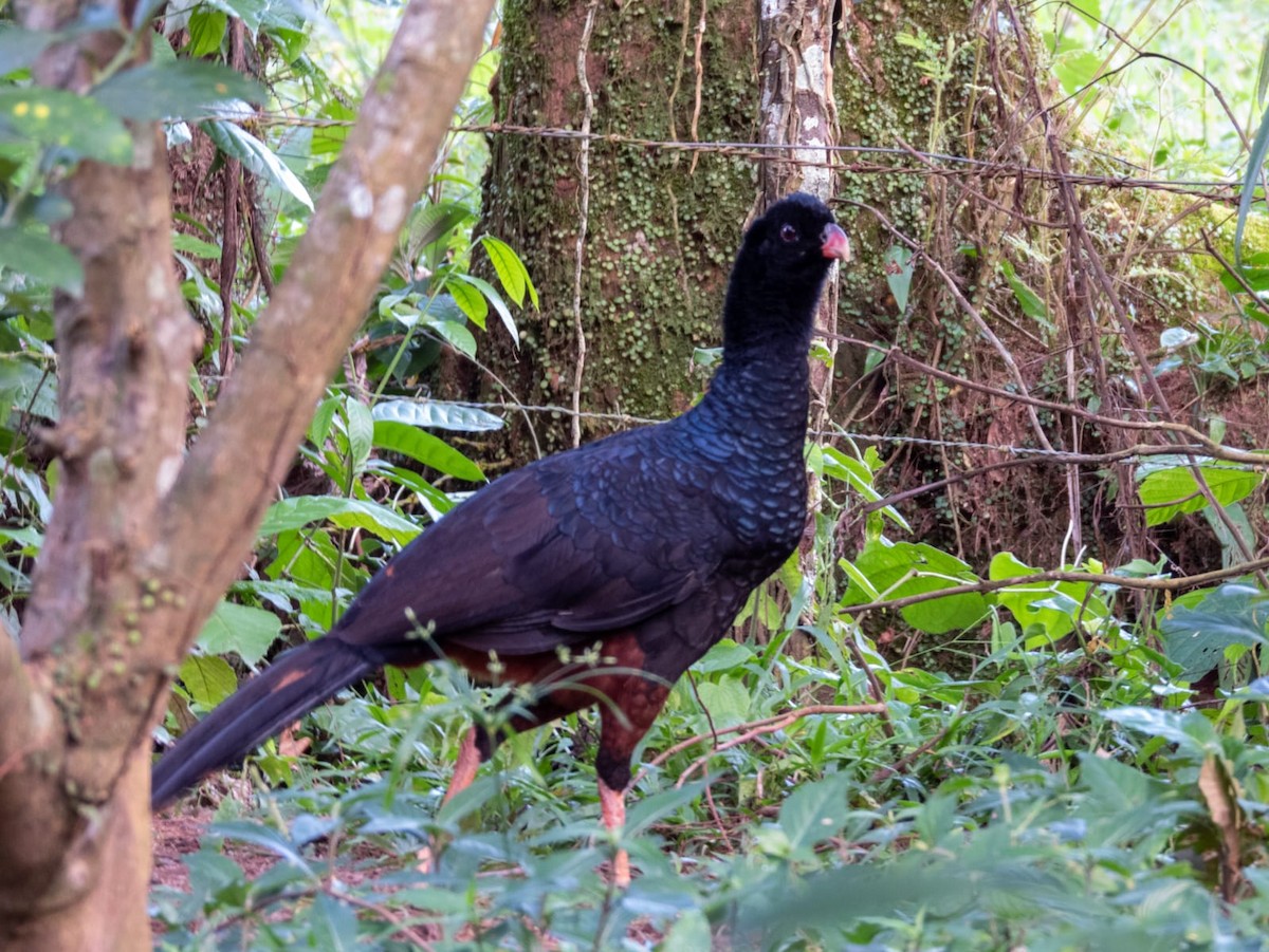Crestless Curassow - ML642036299