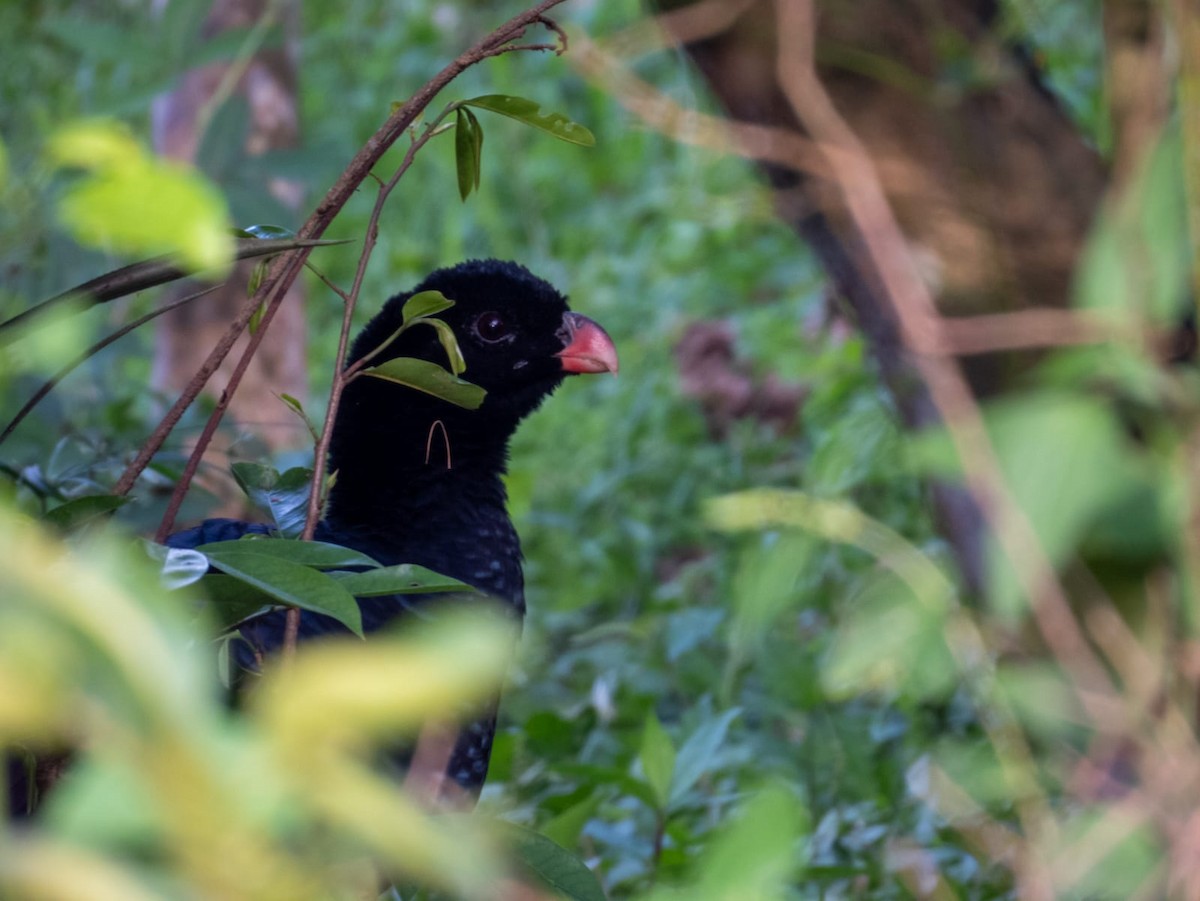 Crestless Curassow - ML642036300