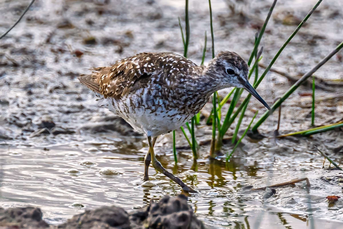 Wood Sandpiper - ML642036302