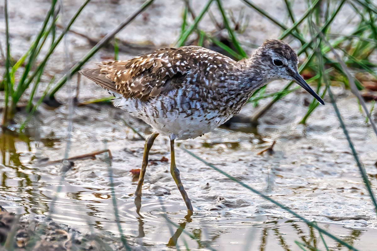 Wood Sandpiper - ML642036303