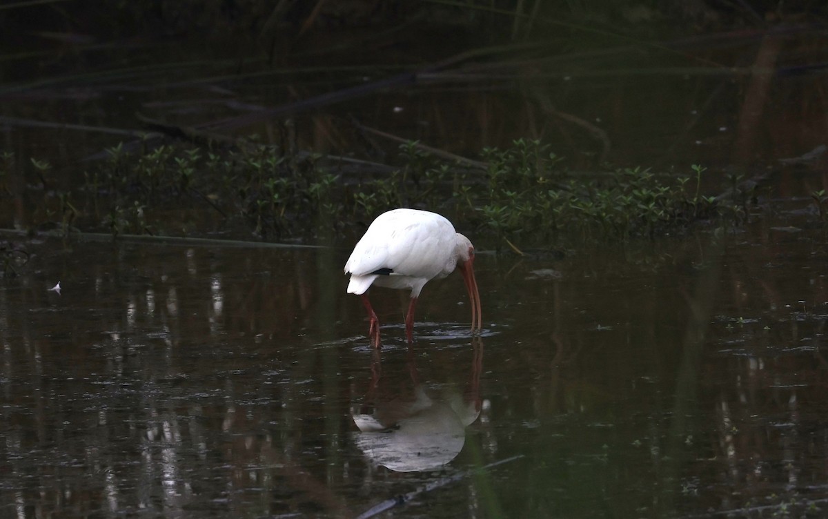 White Ibis - ML642036313