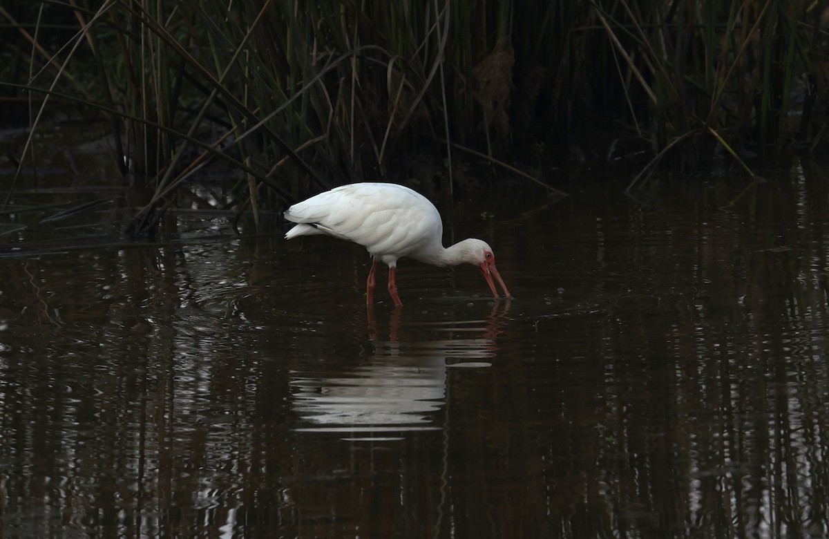 White Ibis - ML642036314