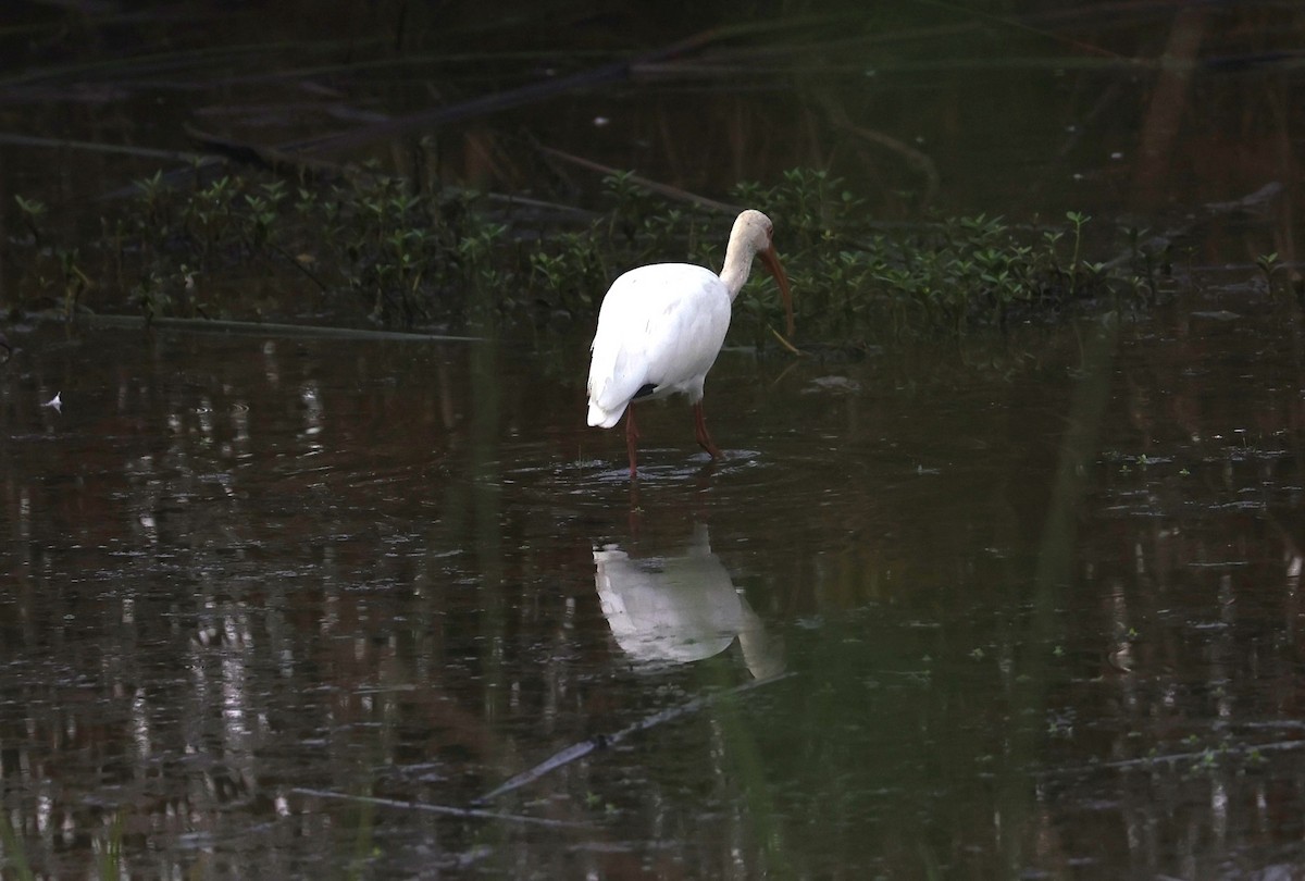 White Ibis - ML642036315