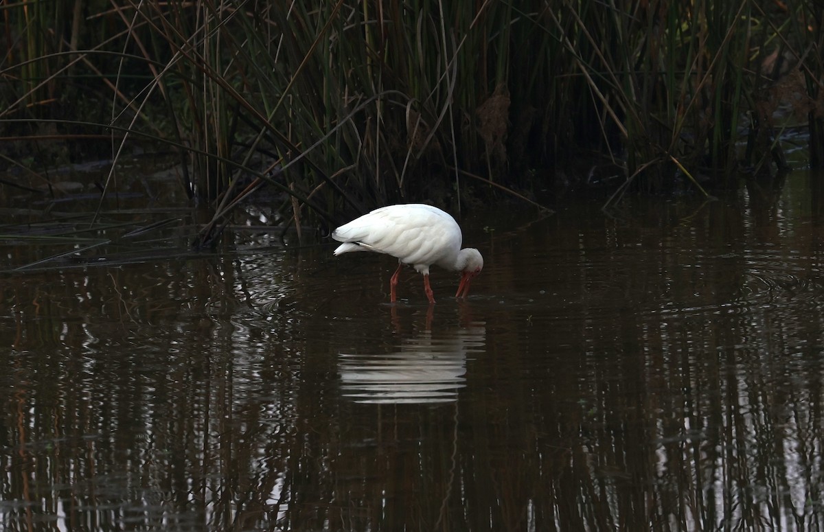 White Ibis - ML642036316