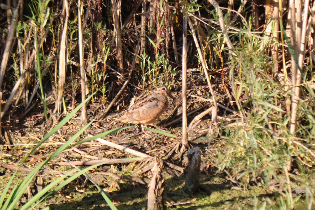 American Woodcock - ML642036322