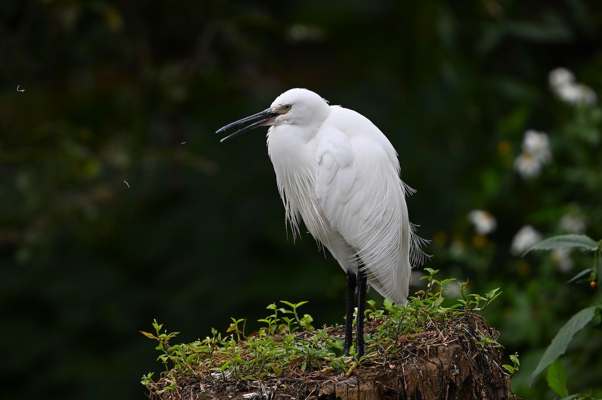 Little Egret - ML642036339