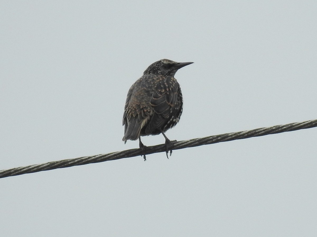 European Starling - ML642036341