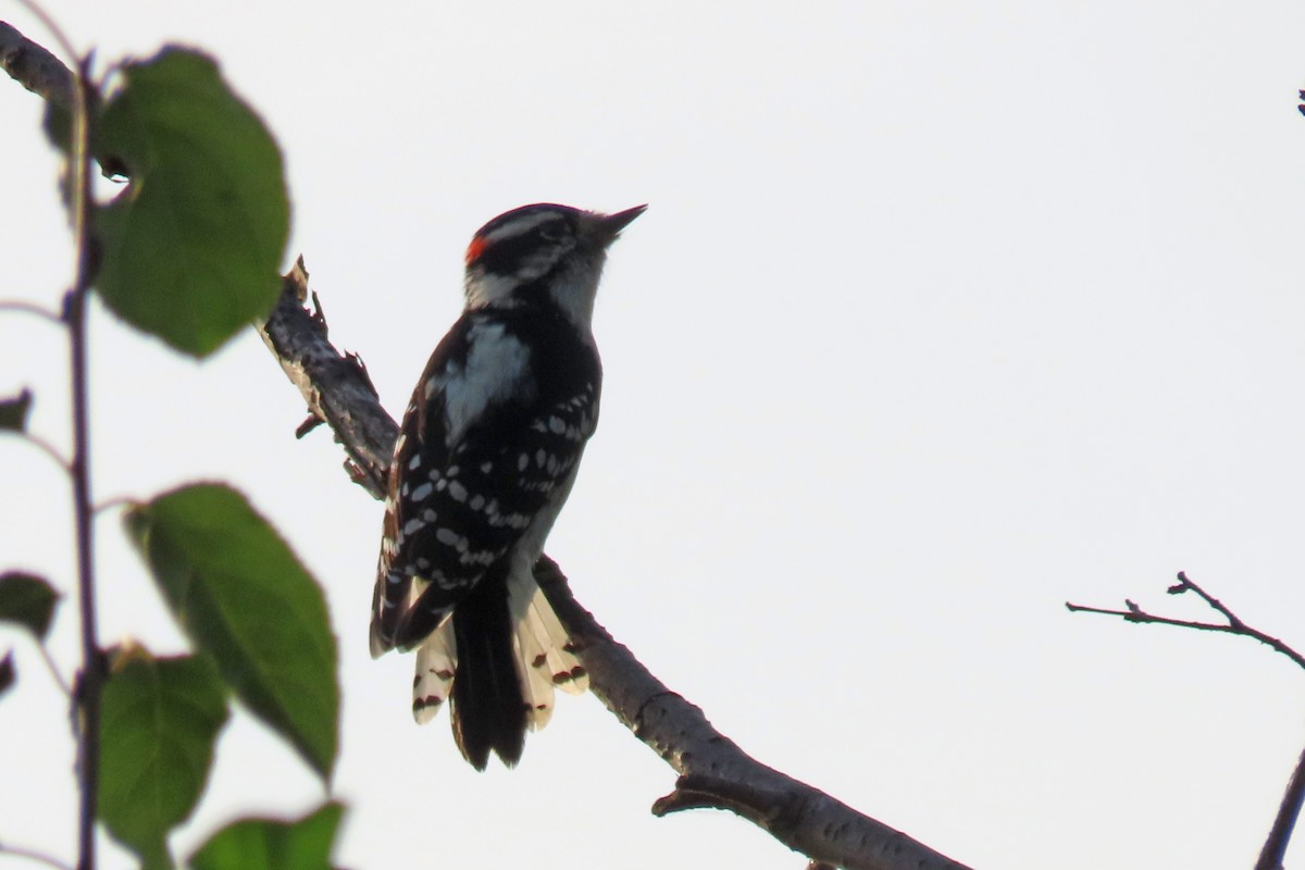 Downy Woodpecker - ML642036342
