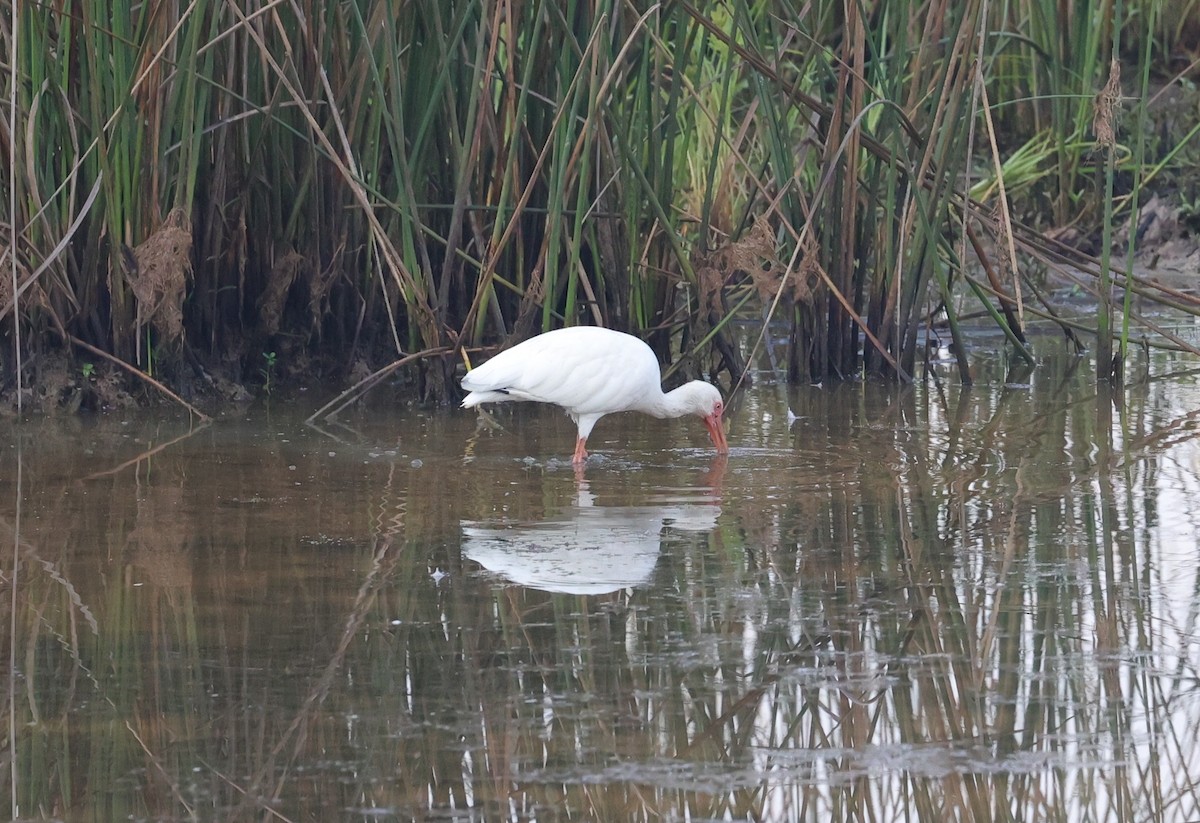 White Ibis - ML642036343