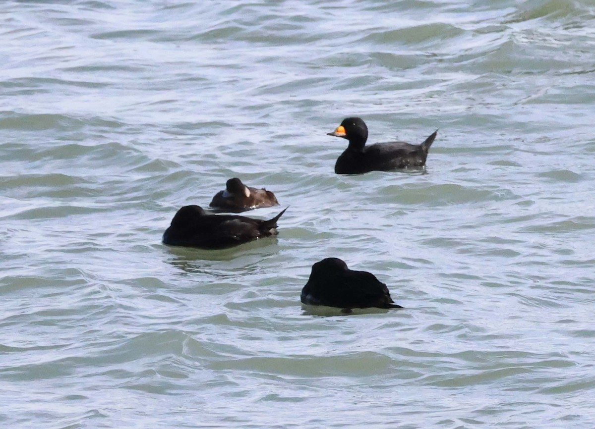 Black Scoter - ML642036353