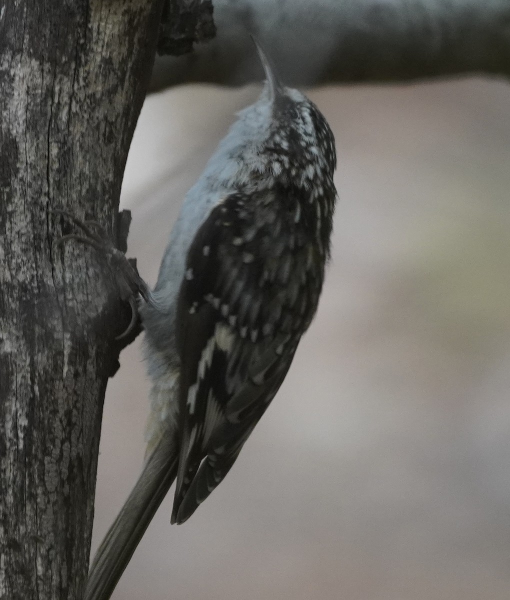 Brown Creeper - ML642036356