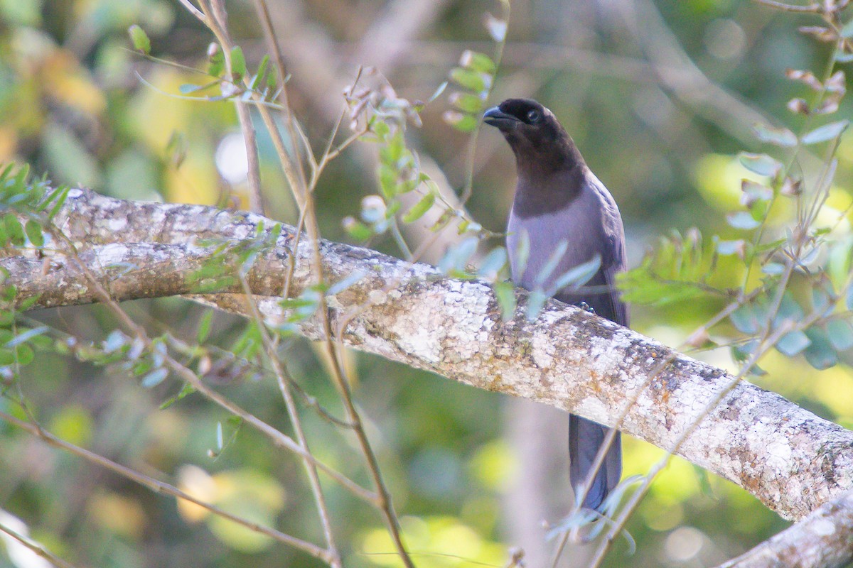 Purplish Jay - ML642036371