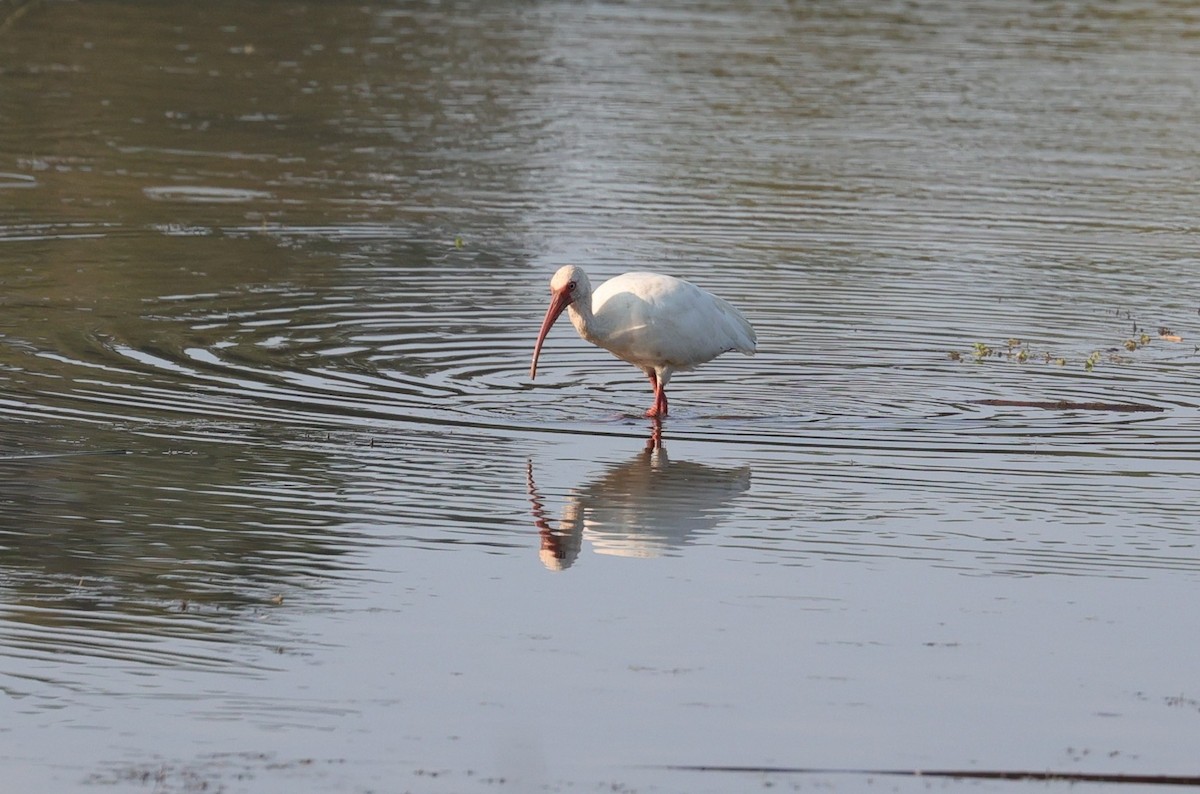 White Ibis - ML642036391
