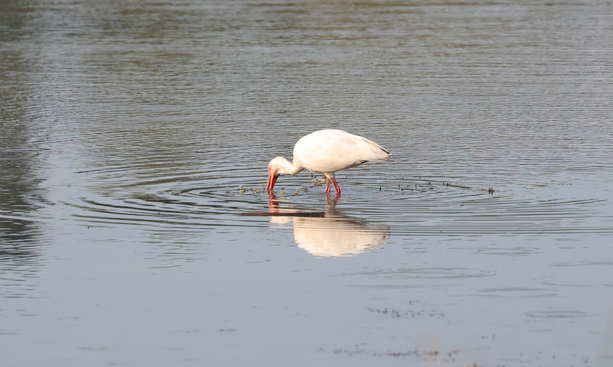 White Ibis - ML642036393