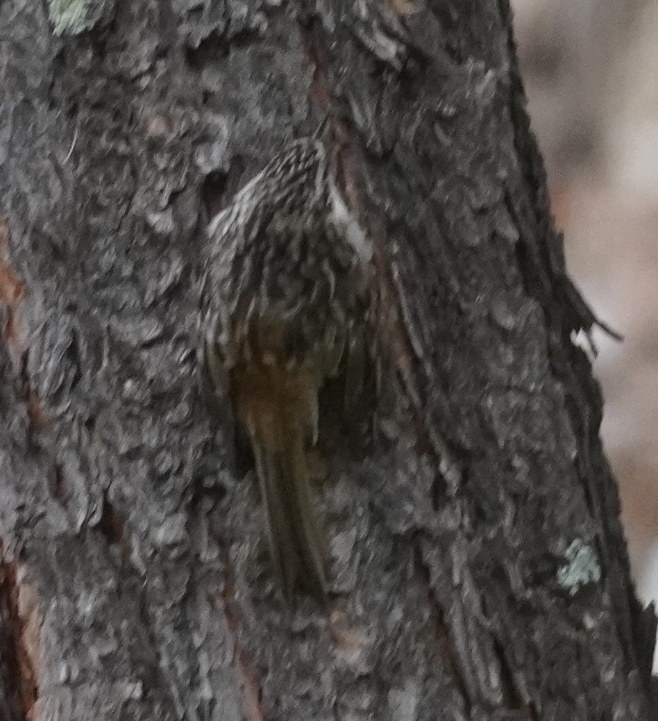 Brown Creeper - ML642036414