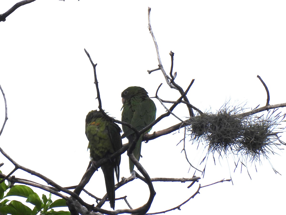Pacific Parakeet - ML642036422