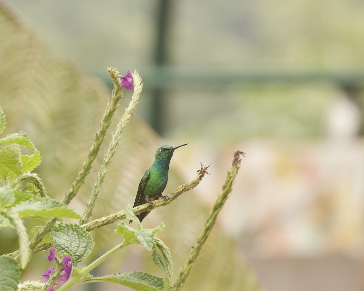 Blue-tailed Emerald - ML642036426