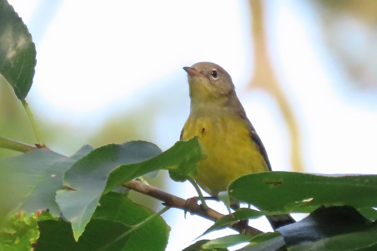 Magnolia Warbler - ML642036453