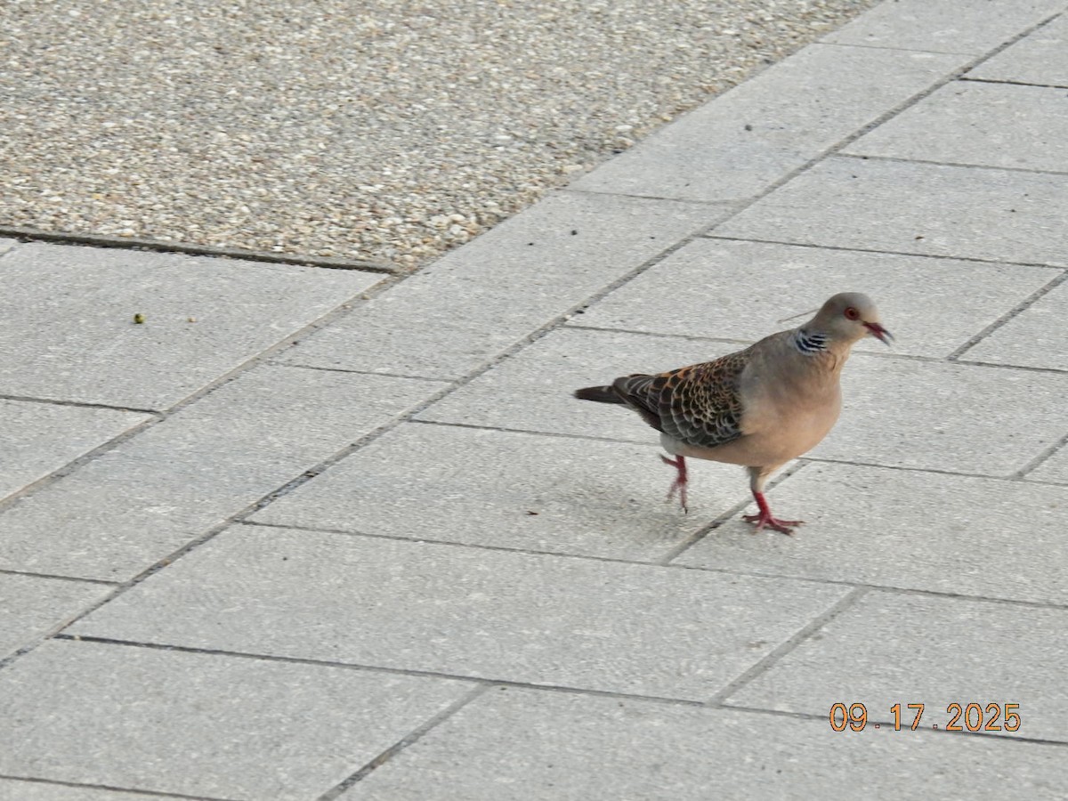 mongolturteldue - ML642036470