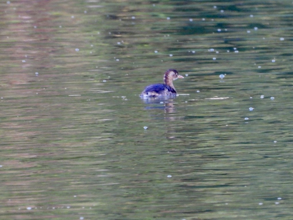 dvergdykker - ML642036474