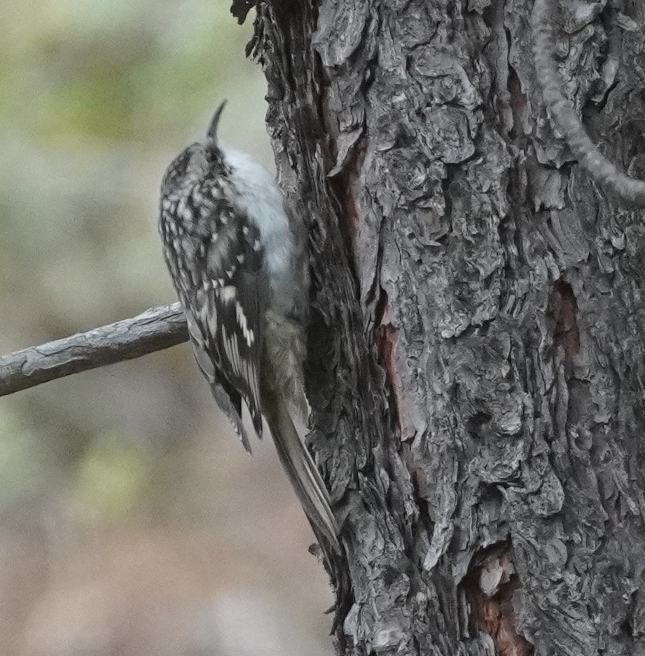Brown Creeper - ML642036476
