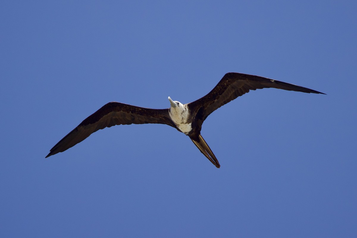 Magnificent Frigatebird - ML642036485