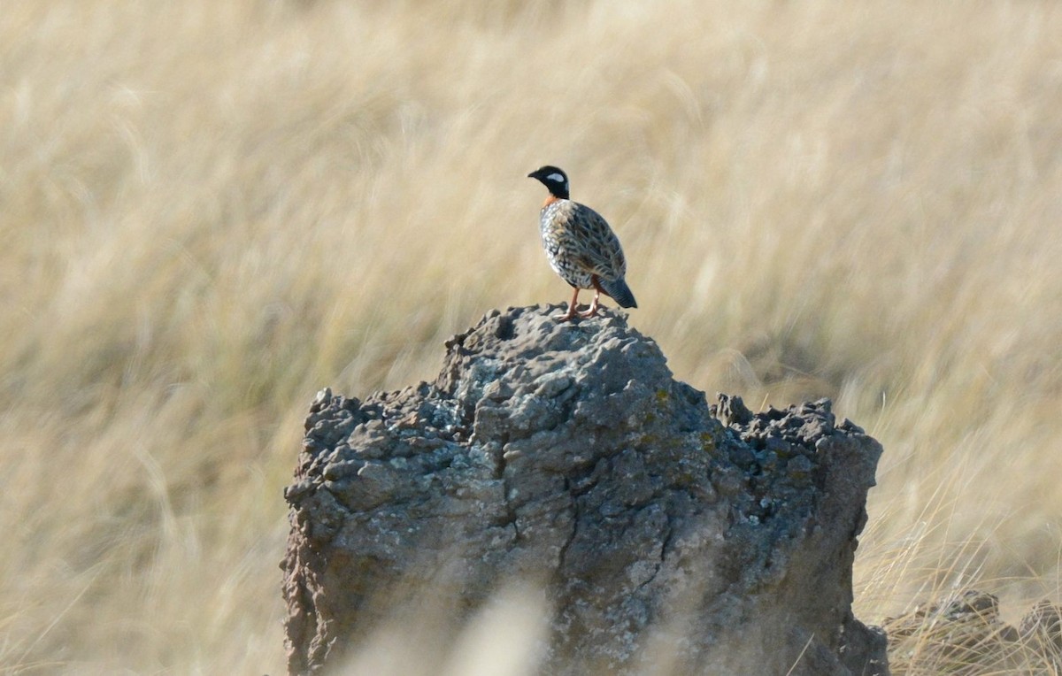 Black Francolin - ML642036486