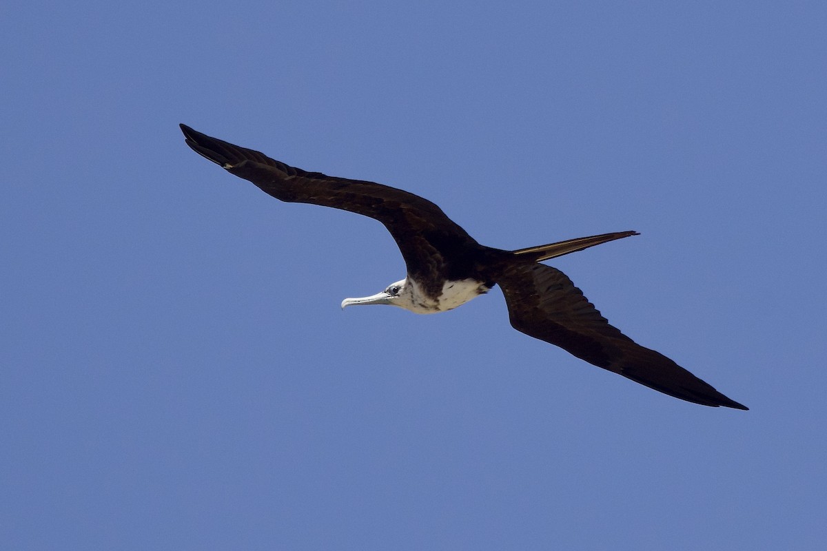 Magnificent Frigatebird - ML642036487