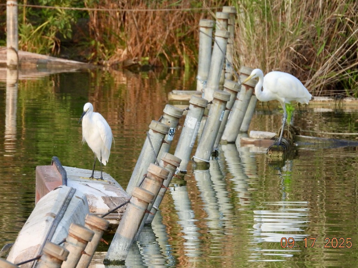 Little Egret - ML642036491