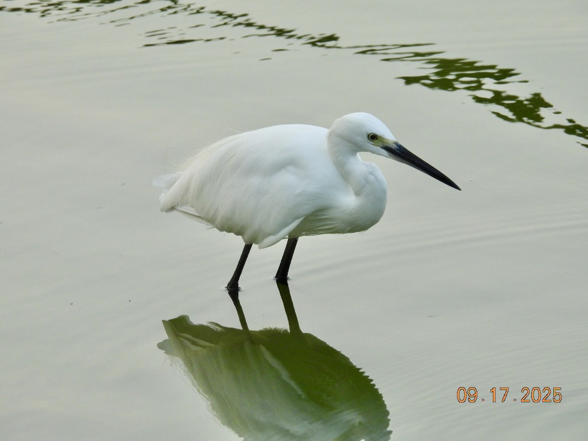 Little Egret - ML642036492