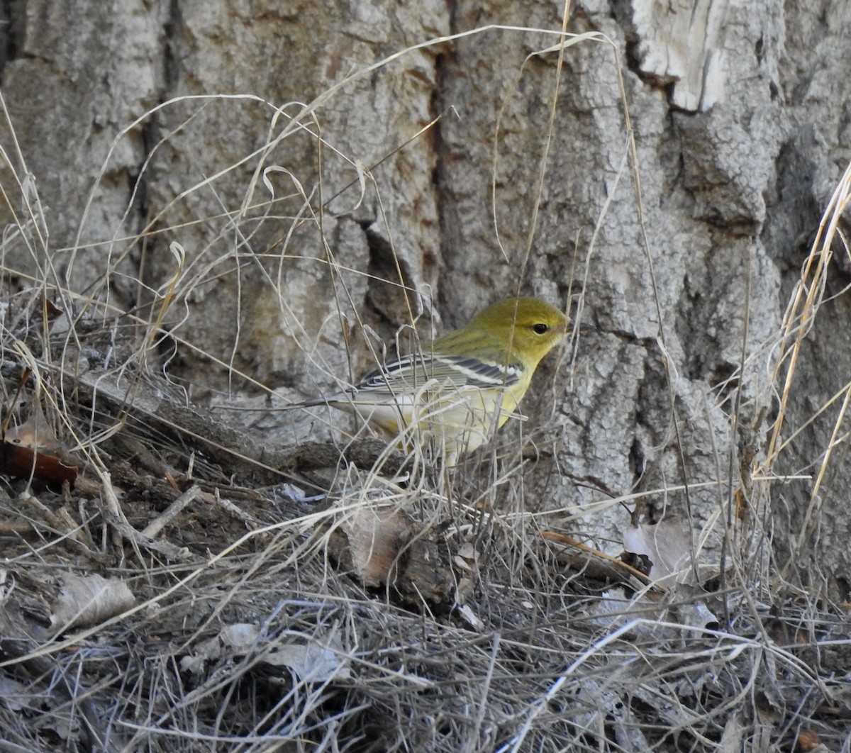 Blackpoll Warbler - ML642036497