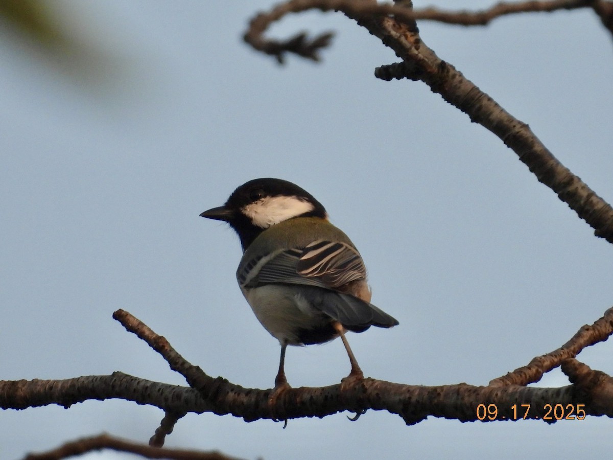 gråkjøttmeis - ML642036507