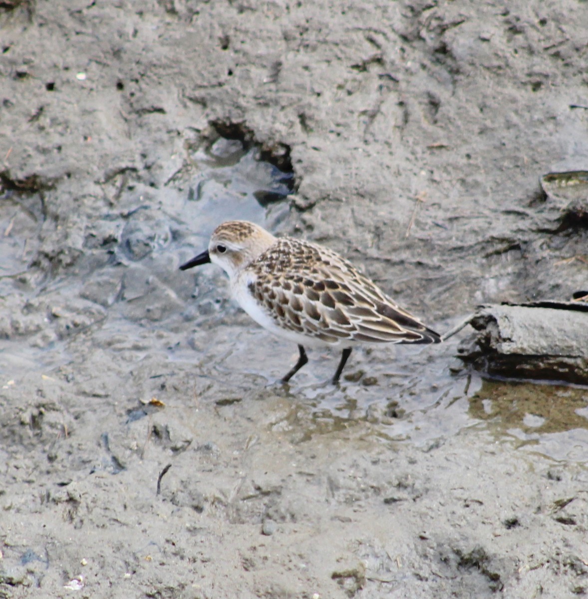 sandsnipe - ML642036532