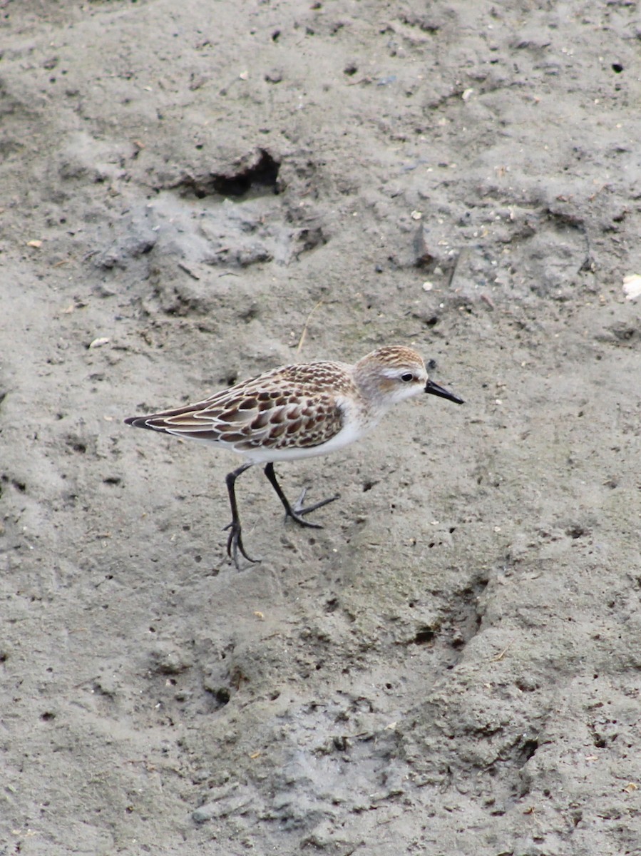 sandsnipe - ML642036533