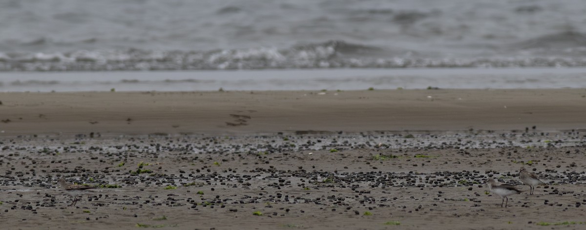 White-rumped Sandpiper - ML642036573